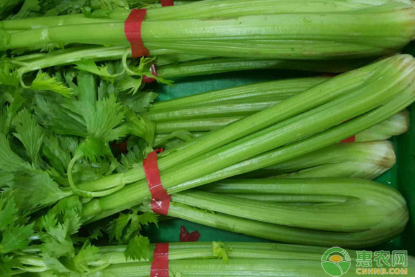 芹菜和棵菜套种品种选择及田间栽培管理