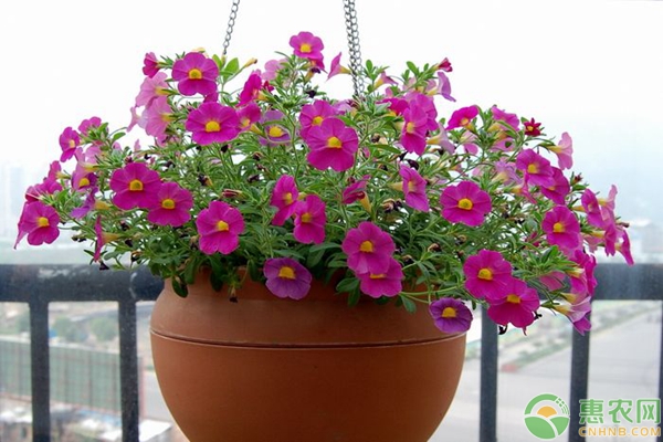 家庭花卉植物施肥要点