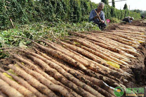 麻山药种植肥料管理及病虫害防治