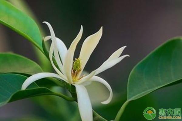 家庭花卉植物施肥要点