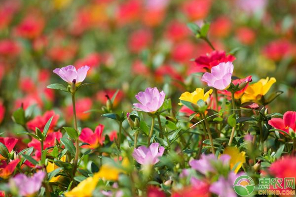 家庭花卉植物施肥要点