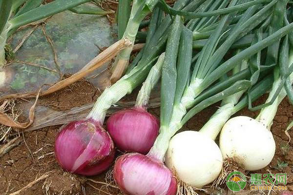 洋蔥的<a href='http://www.indianredcrossassam.org/t/42177.html' class='j-href' target='_blank'><span style='color:#FF8001'>種植技術(shù)</span></a>要點及水肥管理
