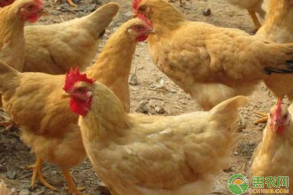 山區(qū)動物疫病防控工作的重要性及防控要點(diǎn)