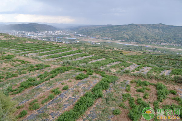 在山地上能建果园吗？都有哪些利弊？
