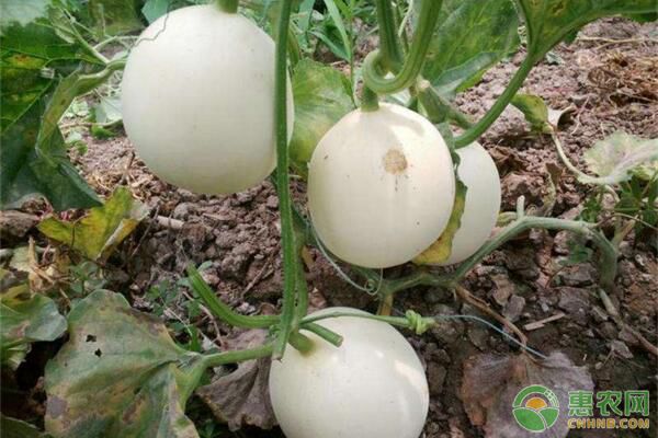 江西薄皮甜瓜春季大棚種植管理技術(shù)