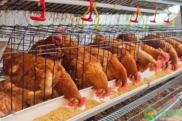 肉雞籠養(yǎng)飼料均勻