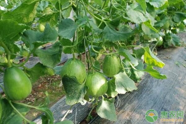 江西薄皮甜瓜春季大棚種植管理技術(shù)