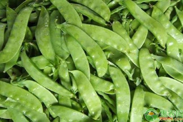 荷蘭豆的種植方法要點(diǎn)
