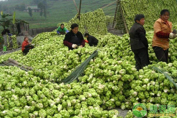 榨菜种植技术及科学管理方法