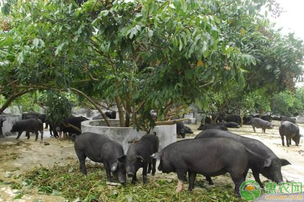 黑毛豬的科學(xué)養(yǎng)殖管理方法