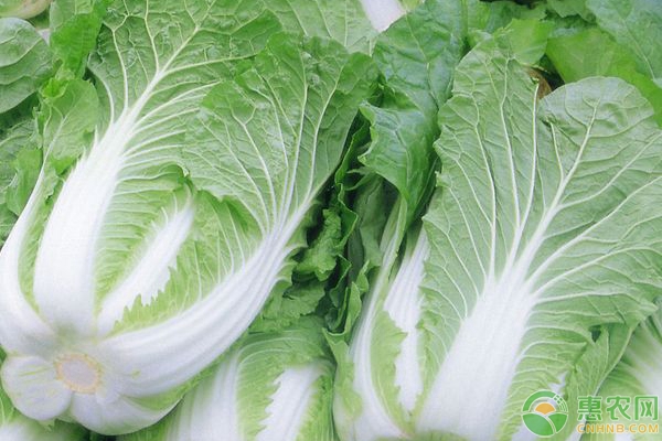 大白菜為什么會包心不緊?該怎么解決