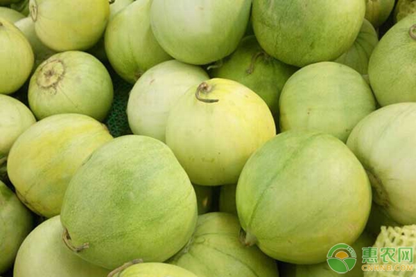 甜瓜的種植技術(shù)要點(diǎn)