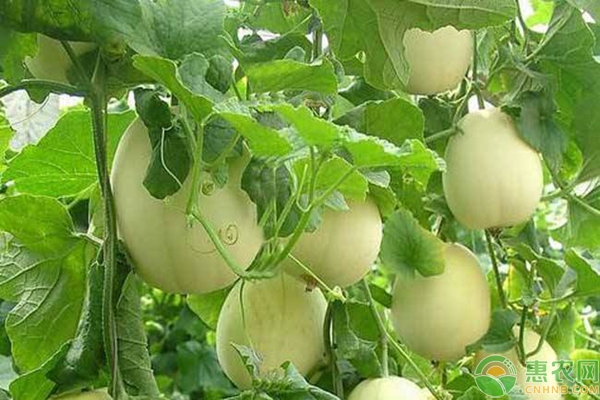 甜瓜的種植技術(shù)要點(diǎn)
