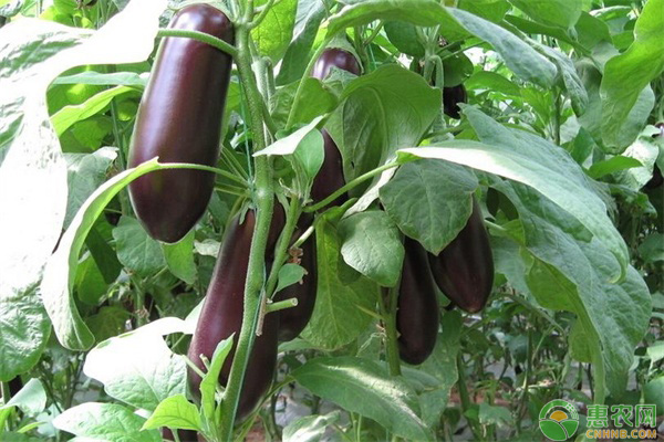 茄子整枝修葉原則