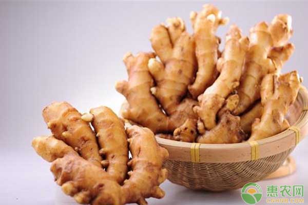 姜瘟病預防措施