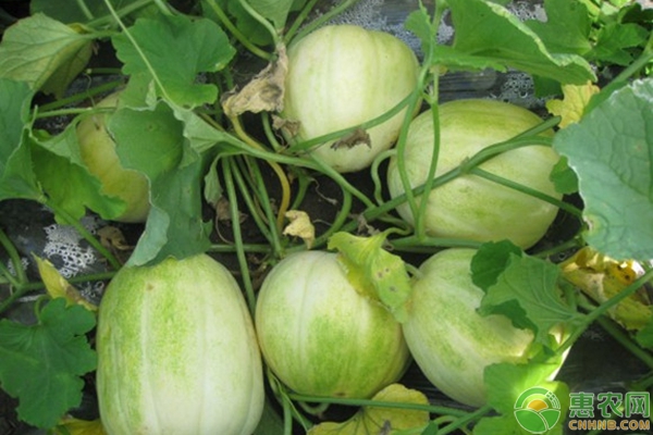 甜瓜的種植技術(shù)要點(diǎn)