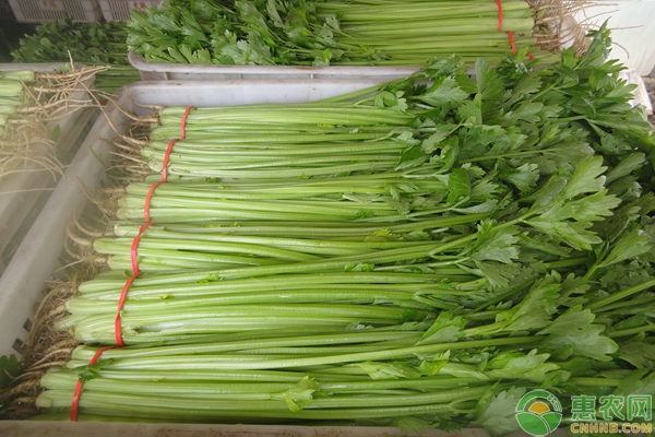 芹菜种植过程想高产，环境管理缺一不可！-图片版权归惠农网所有