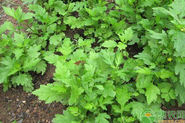 野菜菊花腦的種植方法及注意要點