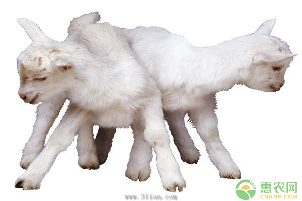 絨山羊種公羊、母羊、羔羊、育成羊飼養(yǎng)管理技術(shù)