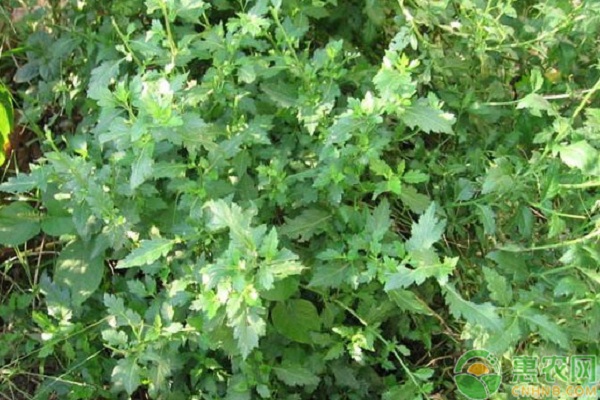 野菜菊花腦的種植方法及注意要點