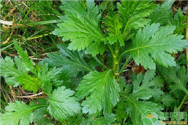 野菜菊花腦的種植方法及注意要點
