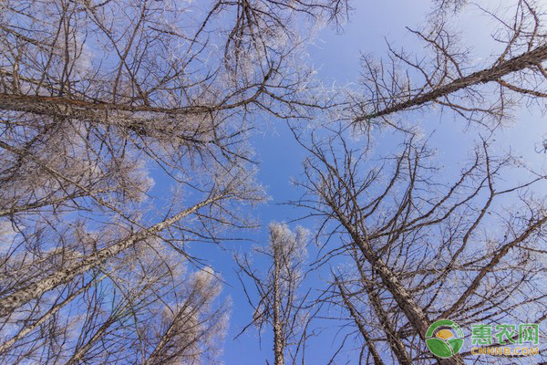果樹(shù)受凍后，如何補(bǔ)救