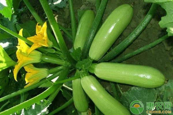 西葫蘆種植想高產(chǎn)，適時摘葉也是關(guān)鍵！