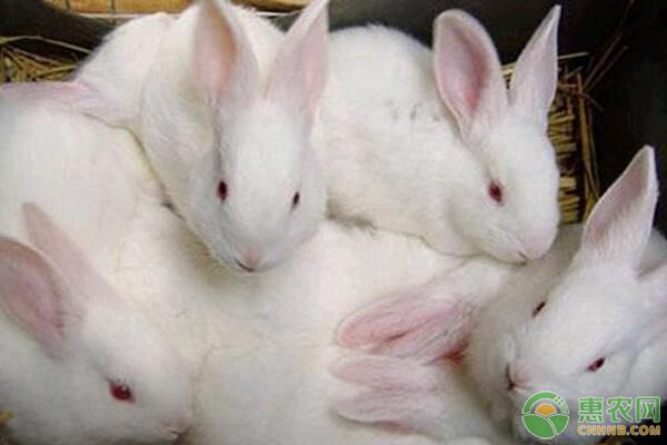 將葡萄糖作為飼料添加劑喂養家兔，好處多多！
