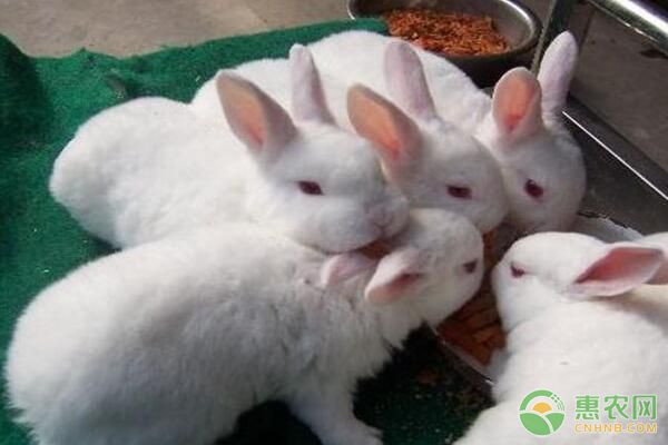 將葡萄糖作為飼料添加劑喂養家兔，好處多多！