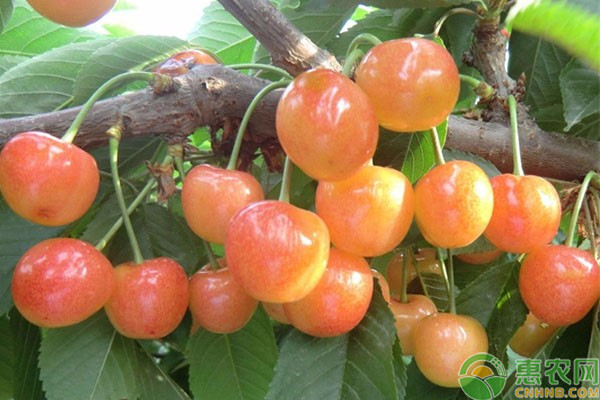 果樹(shù)栽培要素及其種植技術(shù)要點(diǎn)