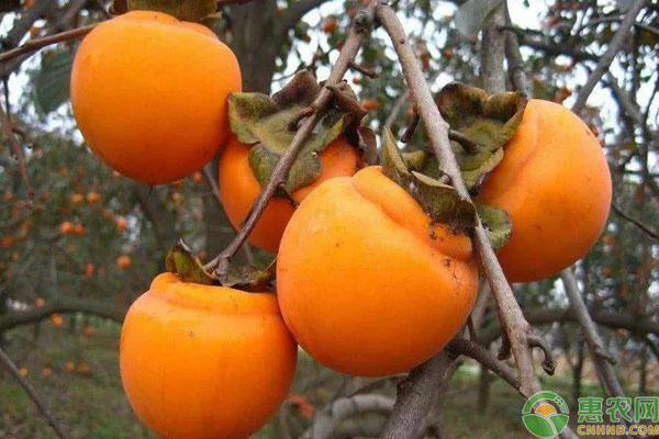 柿子种植注意要点 柿子种植四个注意事项介绍-图片版权归惠农网所有
