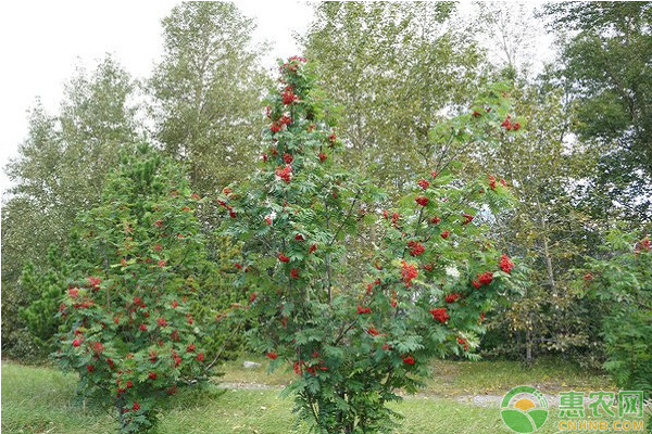 果樹(shù)栽培要素及其種植技術(shù)要點(diǎn)