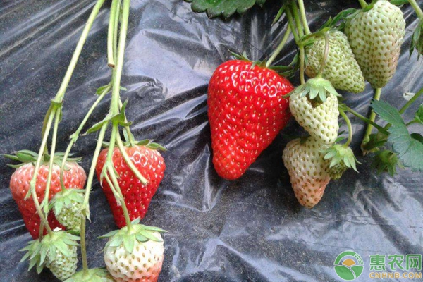 冬季大棚草莓種植管理