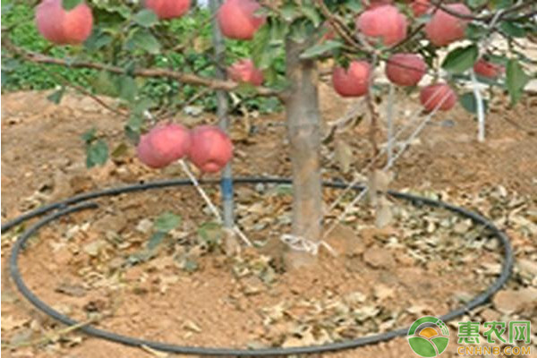 果樹(shù)栽培要素及其種植技術(shù)要點(diǎn)