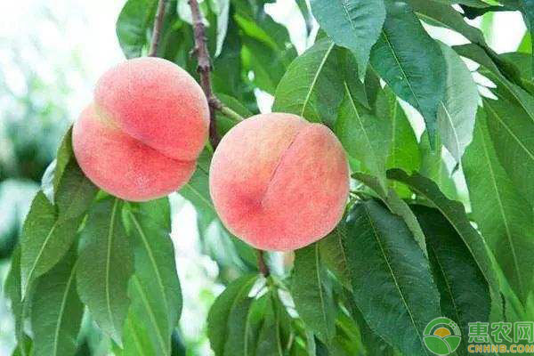 桃树种植