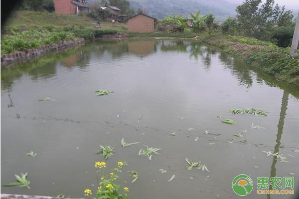 池塘養(yǎng)魚(yú)需要準(zhǔn)備什么
