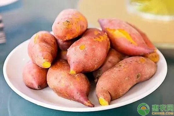 紅薯高產(chǎn)種植要點(diǎn)