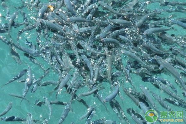 池塘養(yǎng)魚(yú)需要準(zhǔn)備什么？做好這三點(diǎn)管理就可以