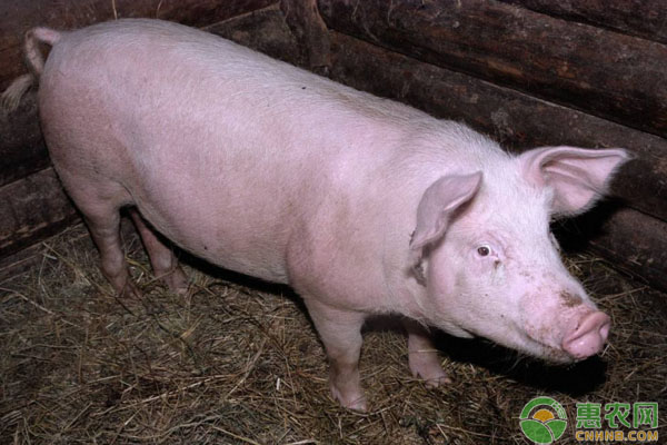保育豬提高飼料喂養(yǎng)安全、減少疾病發(fā)生率的養(yǎng)殖技術(shù)