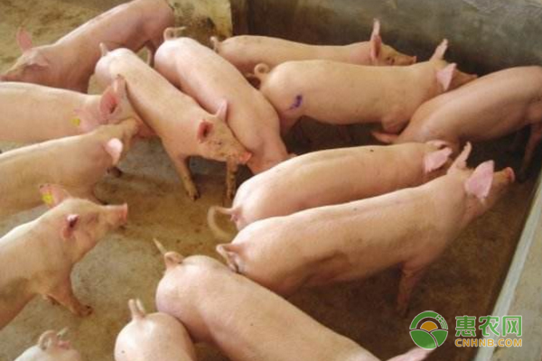 保育豬提高飼料喂養(yǎng)安全、減少疾病發(fā)生率的養(yǎng)殖技術(shù)