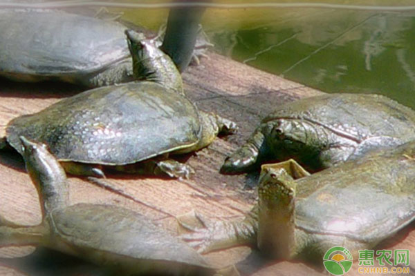 甲魚最適宜生長水溫為多少？冬棚甲魚安全越冬管理措施