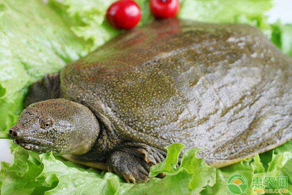 甲魚最適宜生長水溫為多少？冬棚甲魚安全越冬管理措施