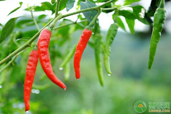 辣椒合理定植技术要点