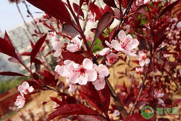 甘肅高臺(tái)縣紫葉矮櫻嫁接繁殖及蟲(chóng)害防治技術(shù)