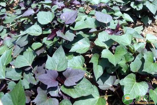 紫薯種植管理