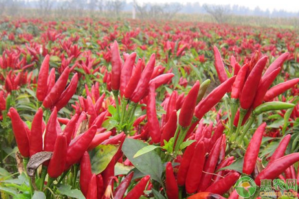 辣椒合理定植技术要点