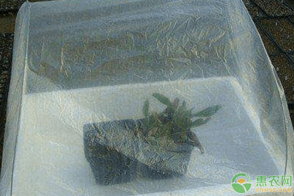 養(yǎng)殖多肉如何過冬？做一個暖棚就可以！