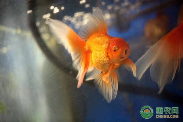 <a href='http://www.iweekee.cn/t/55324.html' class='j-href' target='_blank'><span style='color:#FF8001'>金魚(yú)養(yǎng)殖</span></a>的常見(jiàn)疾病