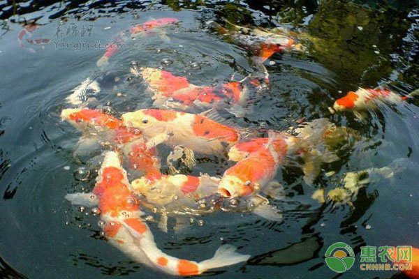 養(yǎng)金魚(yú)的常見(jiàn)疾病