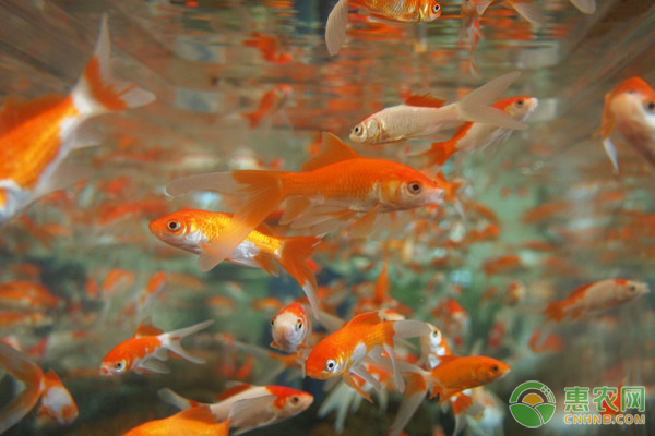 金魚(yú)養(yǎng)殖常見(jiàn)疾病的防治方法